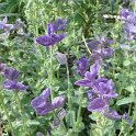 Salvia viridis 'Oxford Blue'